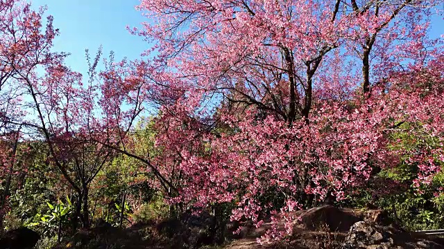 泰国清迈的粉红色樱花视频素材