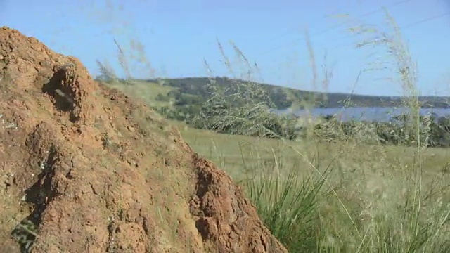 追踪镜头经过蚁丘来到布加拉岛的森林海岸。视频素材