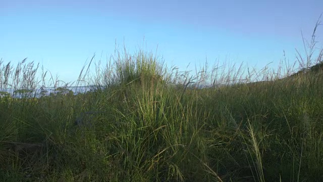 鹤飞过一座小山，来到布加拉岛树木丛生的海岸线上。视频素材