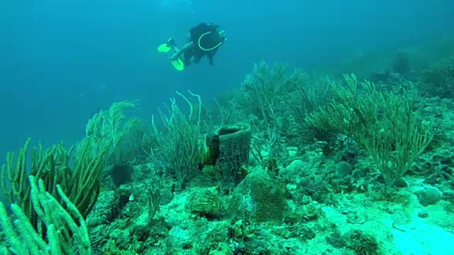 水肺潜水员和海洋生物/格林纳达，加勒比视频素材