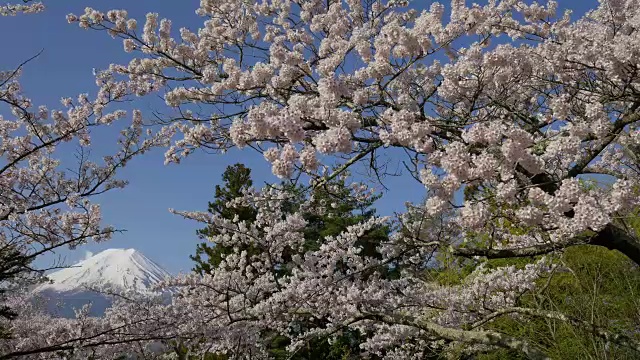 富士山和樱花视频素材