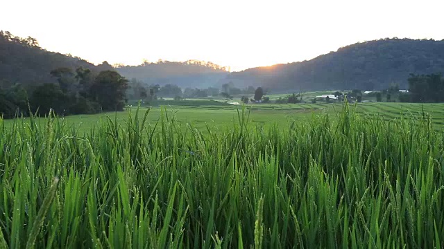 日出美景，梯田稻田视频素材