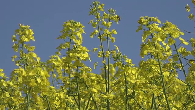 蜜蜂在油菜花上视频素材