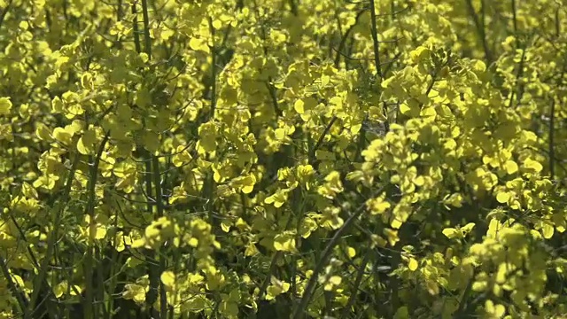 油菜开花视频素材