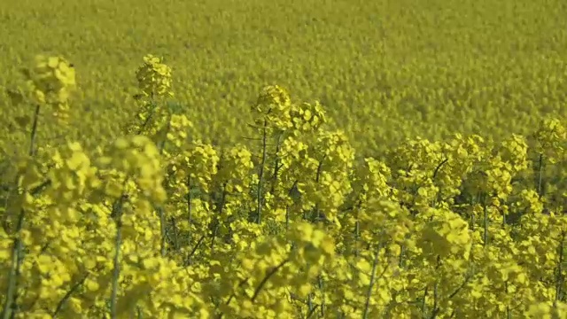 油菜开花视频素材