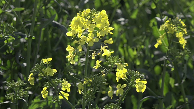 油菜开花视频素材