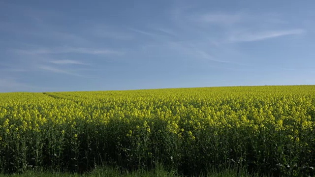 PAN油菜田视频素材