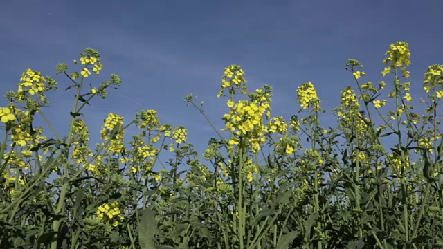 PAN油菜花开花视频素材