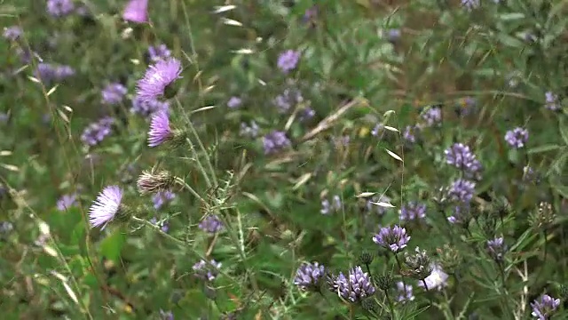 耶罗岛上的野生三叶草、蓟和草在风中摇摆。视频素材