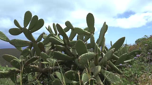 在耶罗岛的一个风力发电场，起重机在仙人掌上方。视频素材