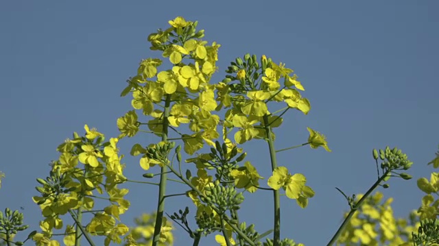 油菜开花视频素材