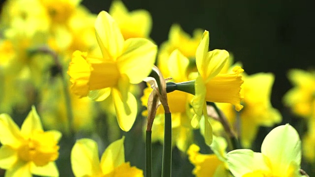 水仙花视频素材