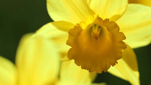 水仙花视频素材