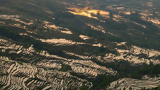 原阳稻田景色视频素材