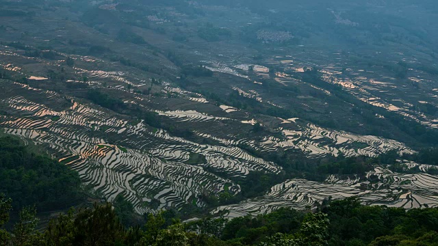 原阳稻田景色视频素材