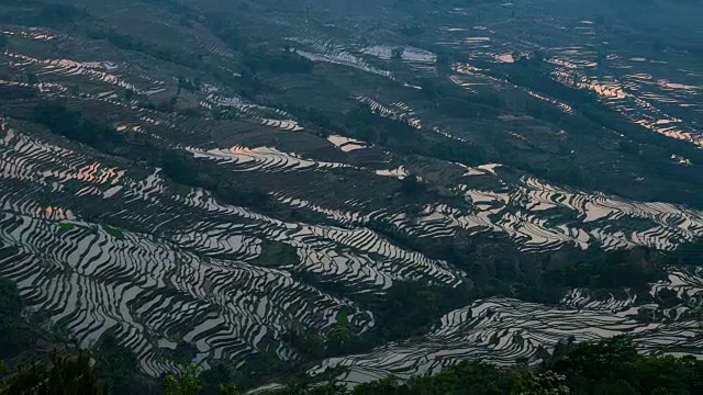 原阳稻田景色视频素材