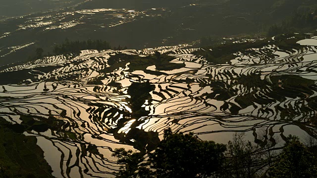 原阳稻田景色视频素材