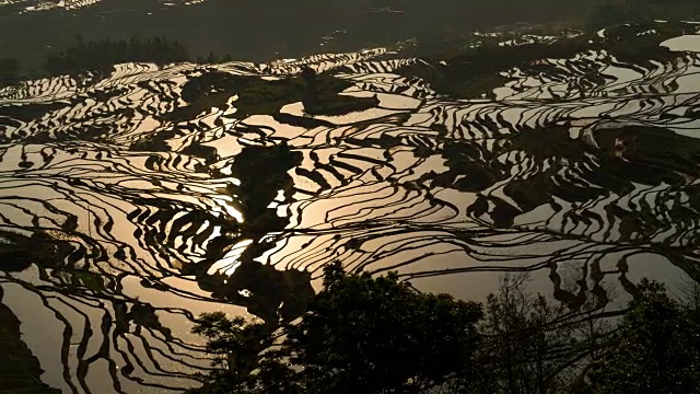 原阳稻田景色视频素材