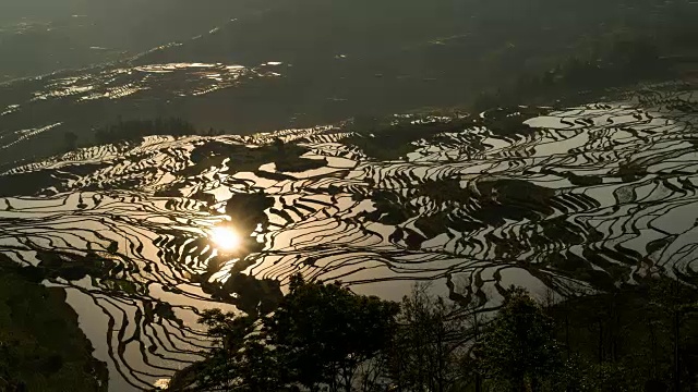 原阳稻田景色视频素材