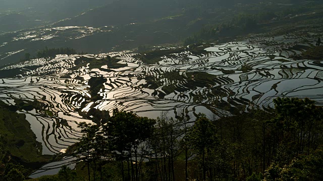 原阳稻田景色视频素材