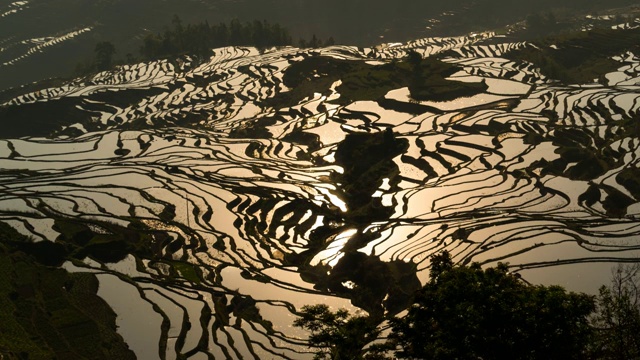 原阳稻田景色视频素材