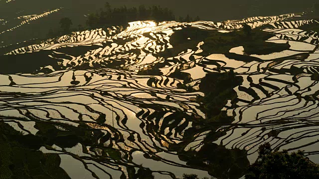 原阳稻田景色视频素材