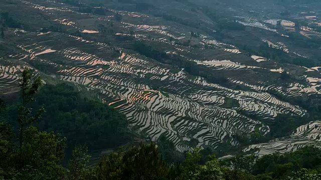 原阳稻田景色视频素材