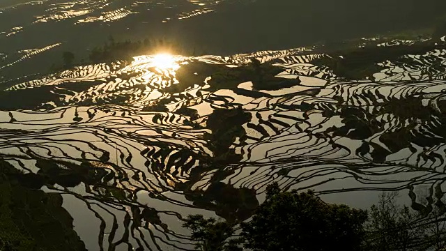 原阳稻田景色视频素材