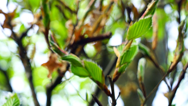 山毛榉树叶的细节视频素材