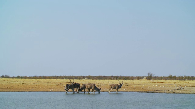 在waterhole / Etosha国家公园观赏Kudus饮用水，纳米比亚视频素材