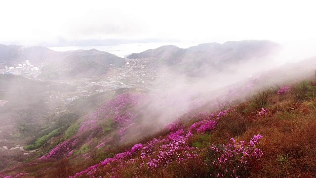 春天的荣chwisan山与杜鹃花和云海视频素材