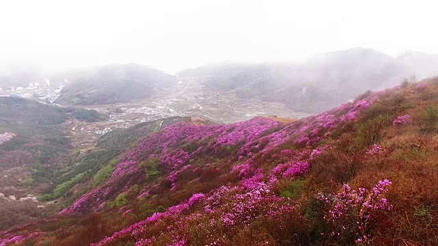 春天的荣chwisan山与杜鹃花和云海视频素材