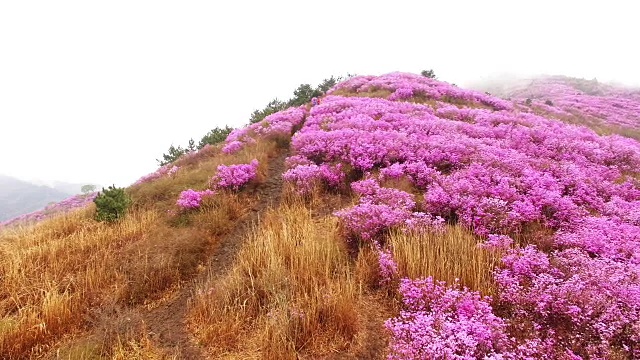 鸟瞰图的永chwisan山与杜鹃花和云海在春天视频素材