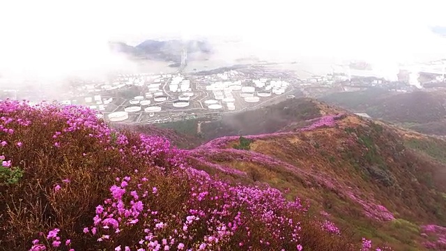 春天的荣chwisan山与杜鹃花和云海视频素材