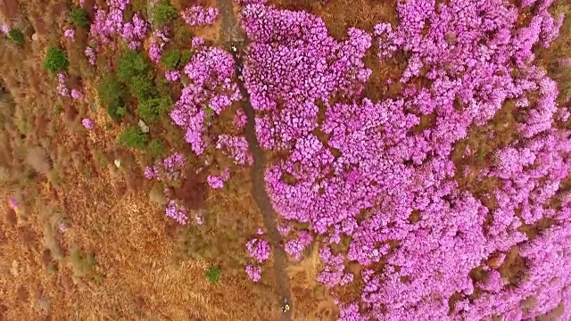 直接俯瞰永chwisan山与杜鹃花在春天视频素材