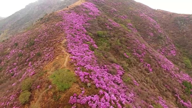 鸟瞰图的永chwisan山与杜鹃花在春天视频素材