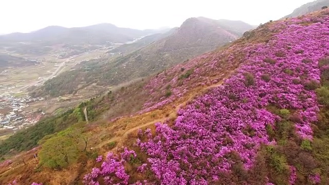 鸟瞰图的永chwisan山与杜鹃花在春天视频素材