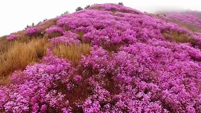 鸟瞰图的永chwisan山与杜鹃花和云海在春天视频素材