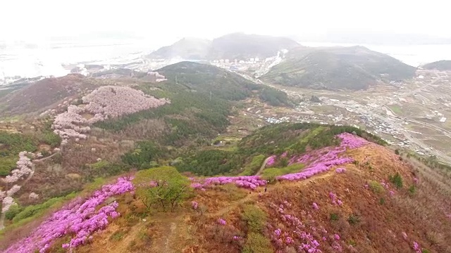 鸟瞰图的永chwisan山与杜鹃花在春天视频素材