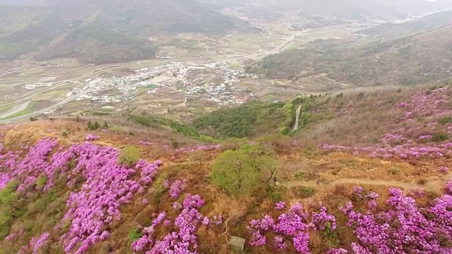 鸟瞰图的永chwisan山与杜鹃花在春天视频素材