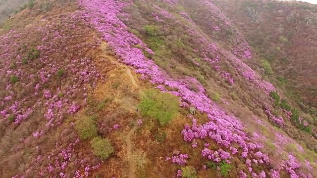 鸟瞰图的永chwisan山与杜鹃花在春天视频素材