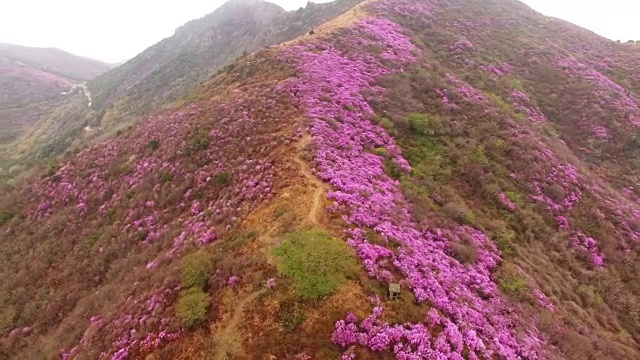 鸟瞰图的永chwisan山与杜鹃花在春天视频素材