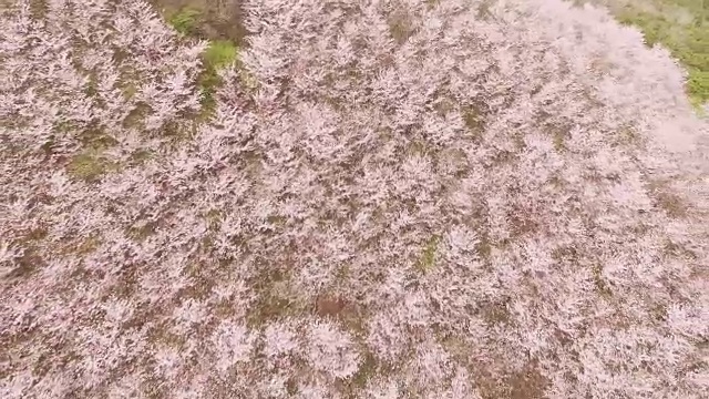 直接俯瞰永chwisan山与樱花在春天视频素材