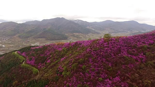 鸟瞰图的永chwisan山与杜鹃花在春天视频素材