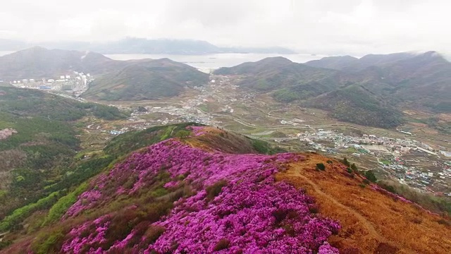 鸟瞰图的永chwisan山与杜鹃花在春天视频素材