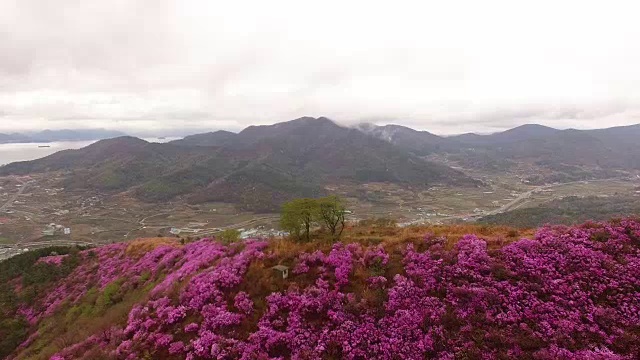 鸟瞰图的永chwisan山与杜鹃花在春天视频素材