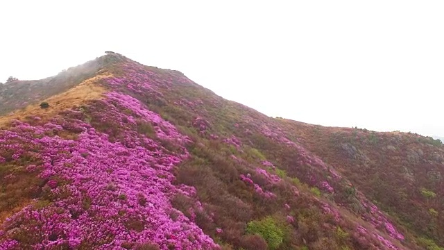 鸟瞰图的永chwisan山与杜鹃花在春天视频素材