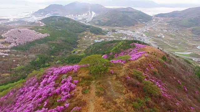 鸟瞰图的永chwisan山与杜鹃花在春天视频素材