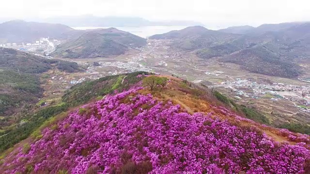 鸟瞰图的永chwisan山与杜鹃花在春天视频素材