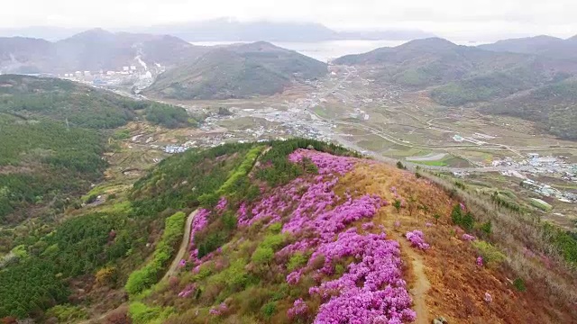 鸟瞰图的永chwisan山与杜鹃花在春天视频素材